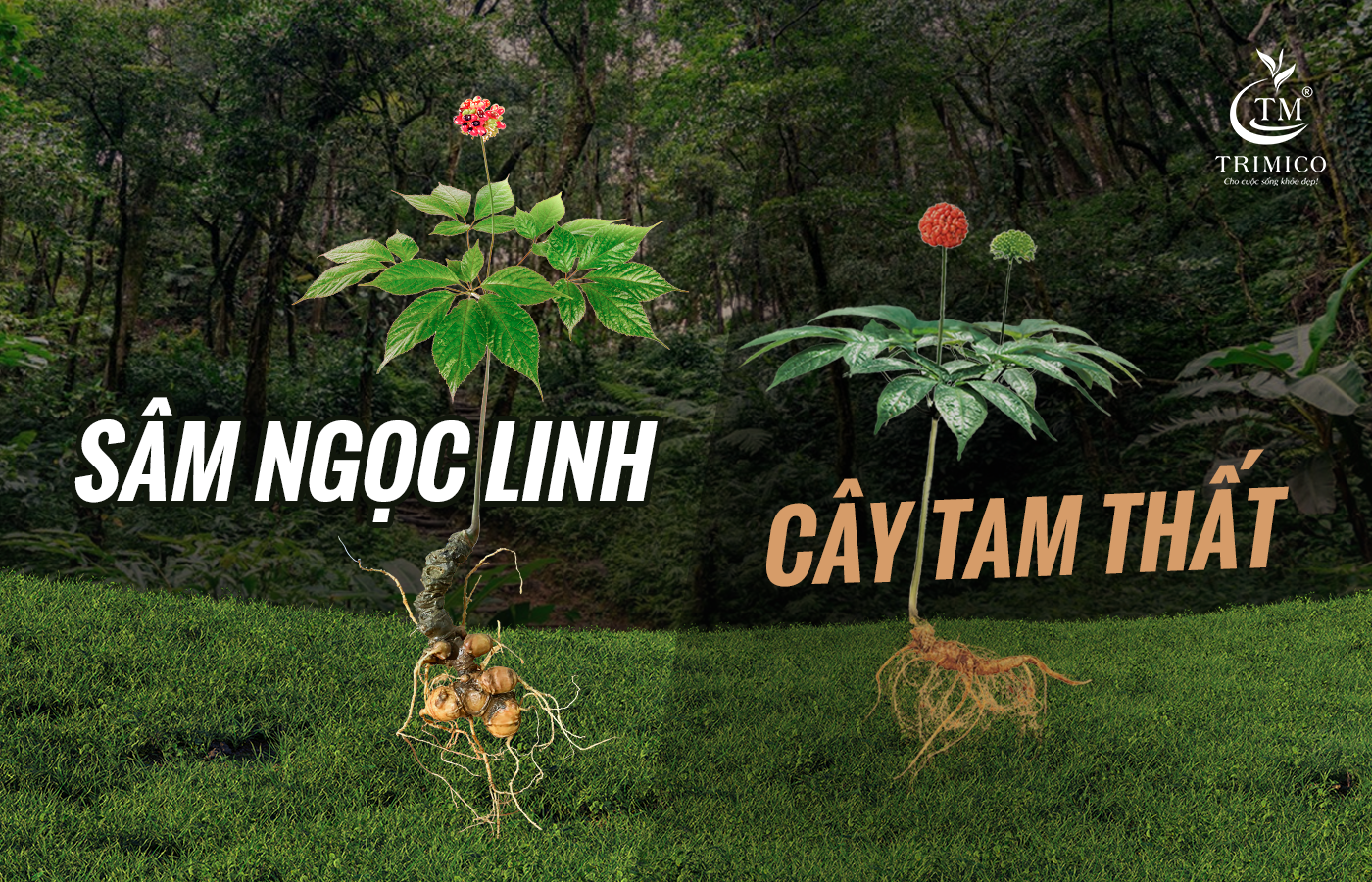 Phân biệt Sâm Ngọc Linh và Tam Thất 